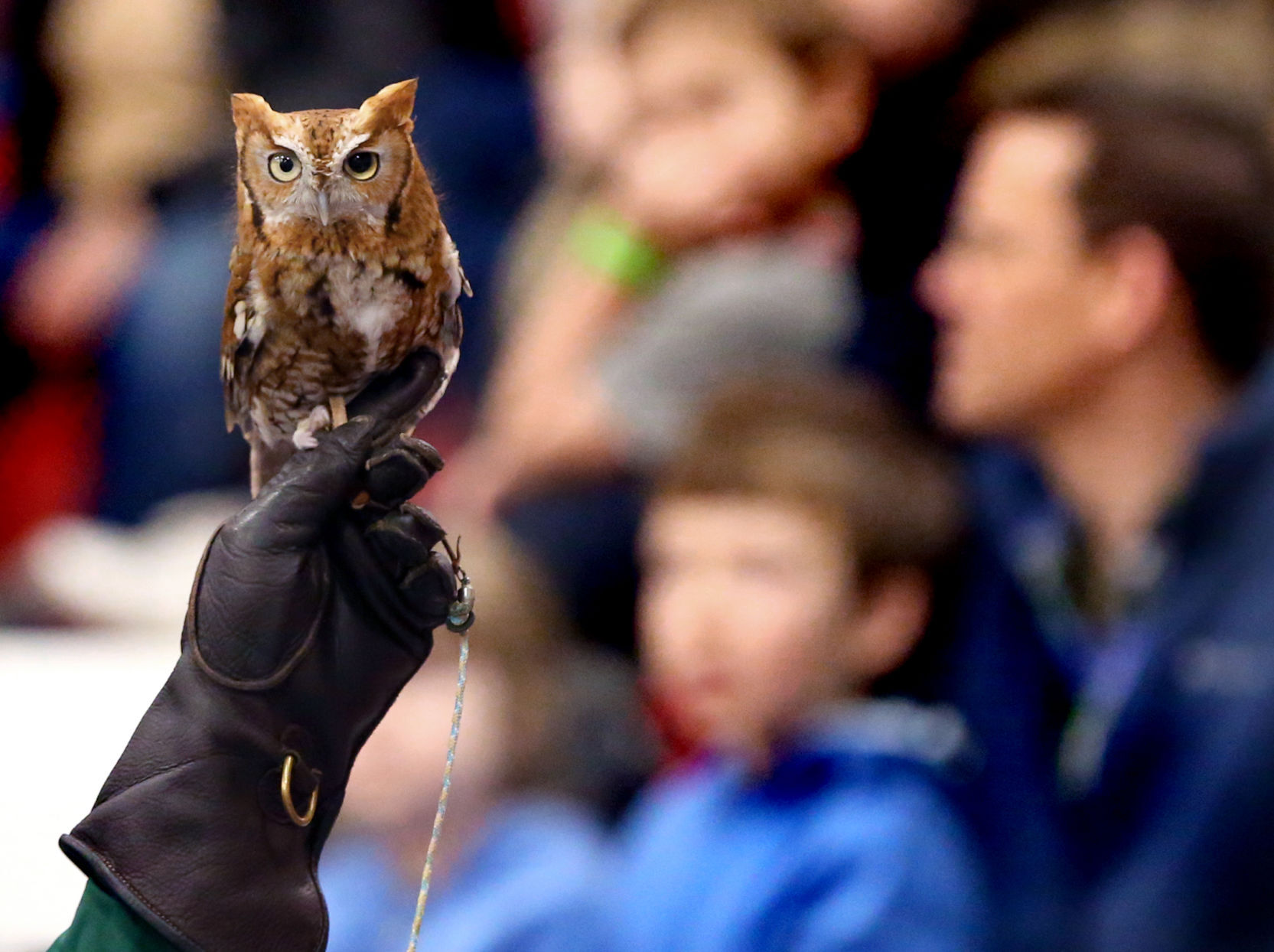Owls